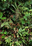 Pteris commutata