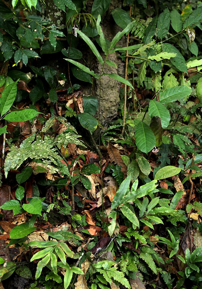 Pteris commutata