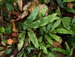 Pteris commutata