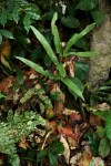 Pteris commutata