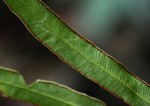 Pteris commutata