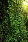 Selaginella myosurus