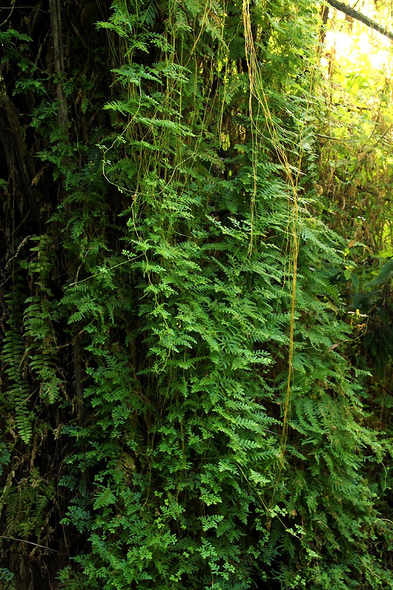 Selaginella myosurus