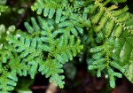 Selaginella myosurus