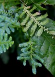 Selaginella myosurus