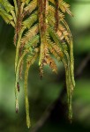 Selaginella myosurus