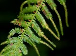 Selaginella myosurus