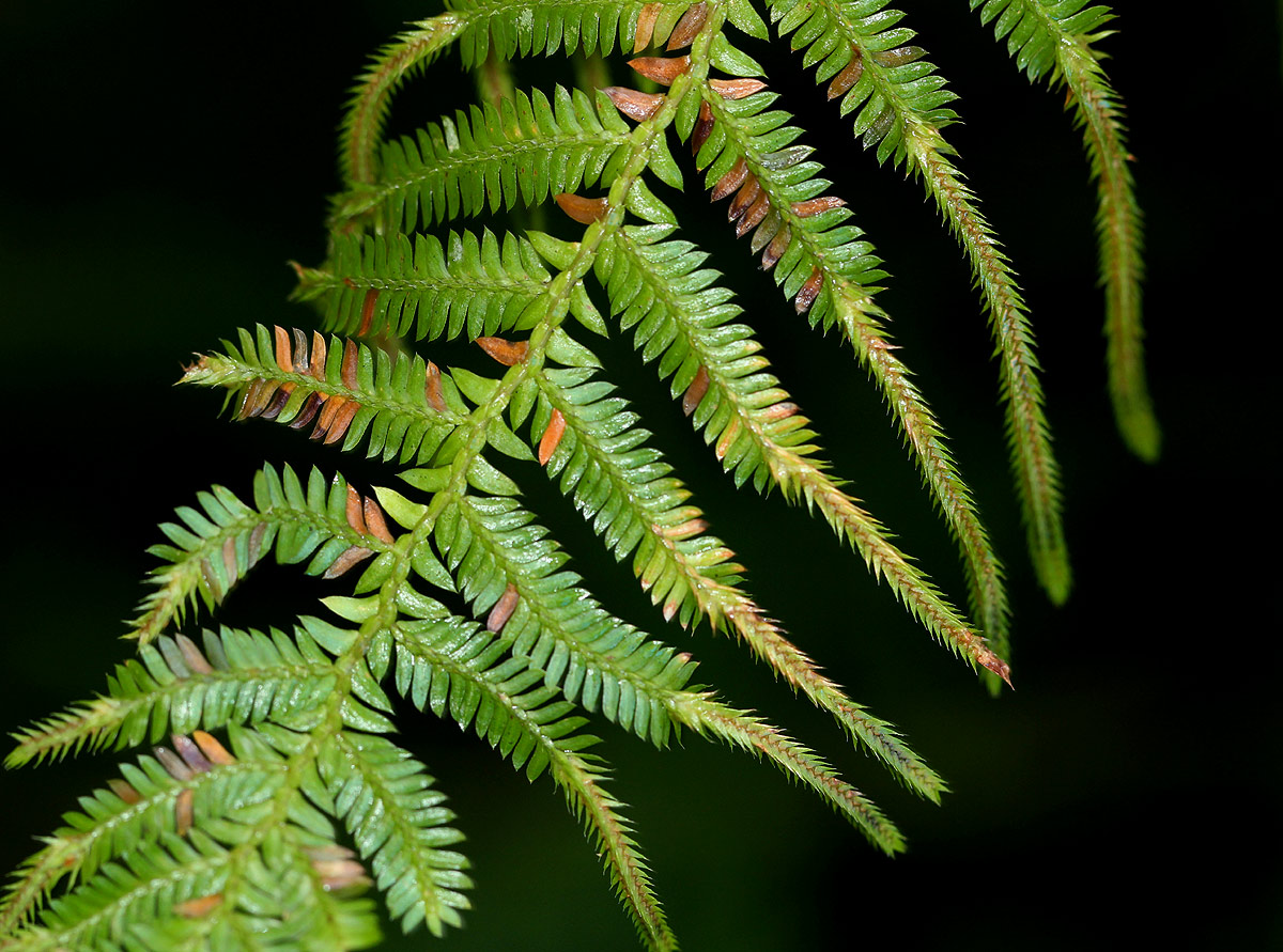 Selaginella myosurus
