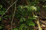 Tectaria angelicifolia