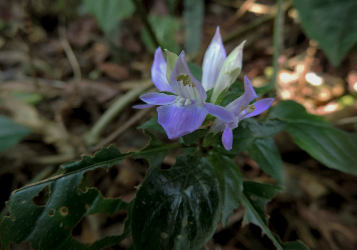 Anisosepalum humbertii subsp. humbertii
