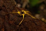Strophanthus bequaertii