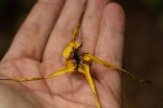 Strophanthus bequaertii