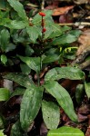 Dracaena aubryana