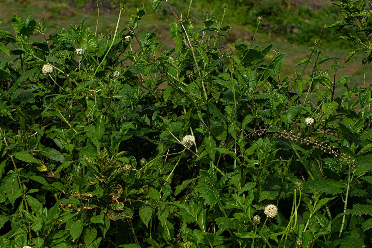 Dipsacus pinnatifidus