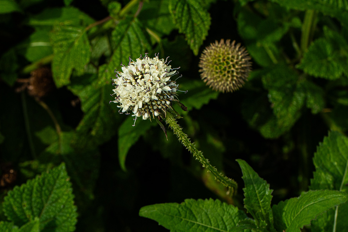 Dipsacus pinnatifidus Dipsacus pinnatifidus