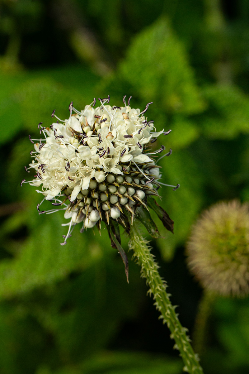 Dipsacus pinnatifidus Dipsacus pinnatifidus