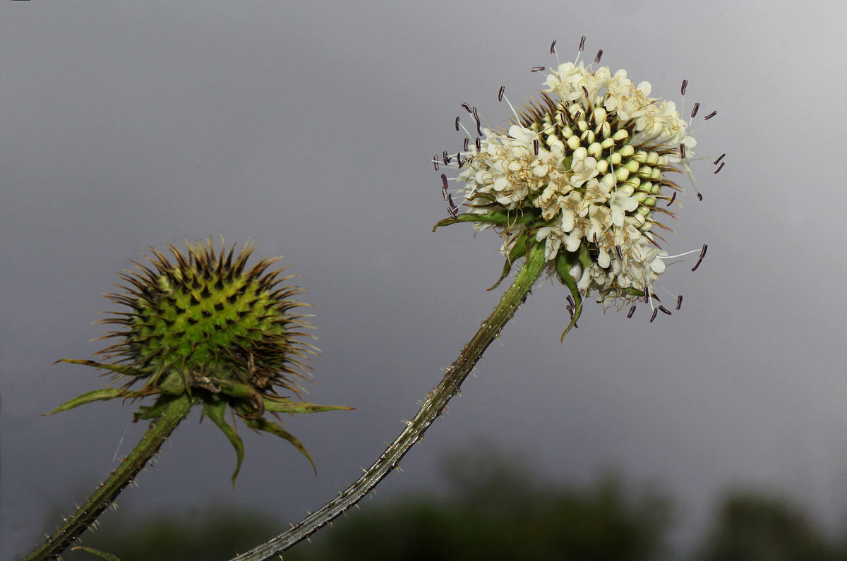 Dipsacus pinnatifidus
