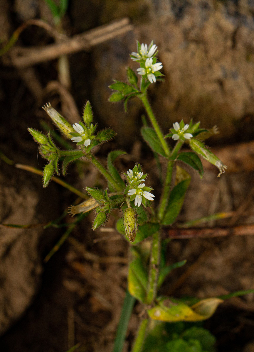 Cerastium octandrum