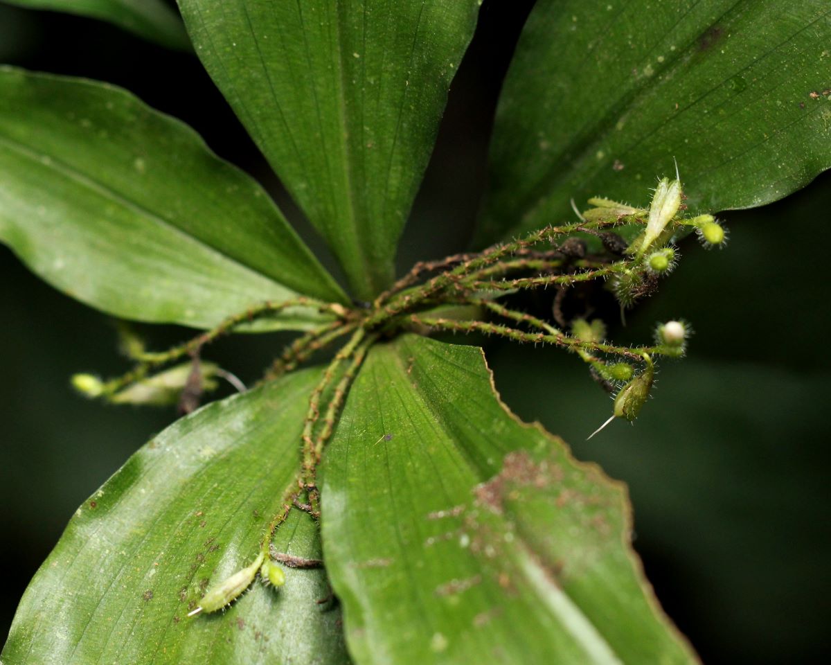 Stanfieldiella imperforata var. imperforata