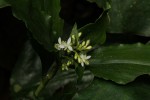 Stanfieldiella imperforata var. imperforata