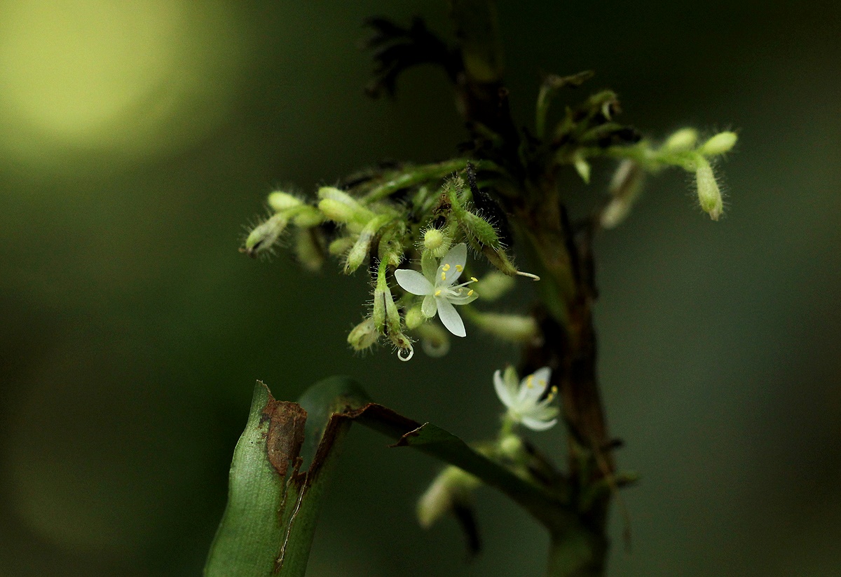 Stanfieldiella imperforata var. imperforata