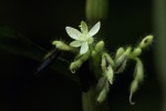 Stanfieldiella imperforata var. imperforata