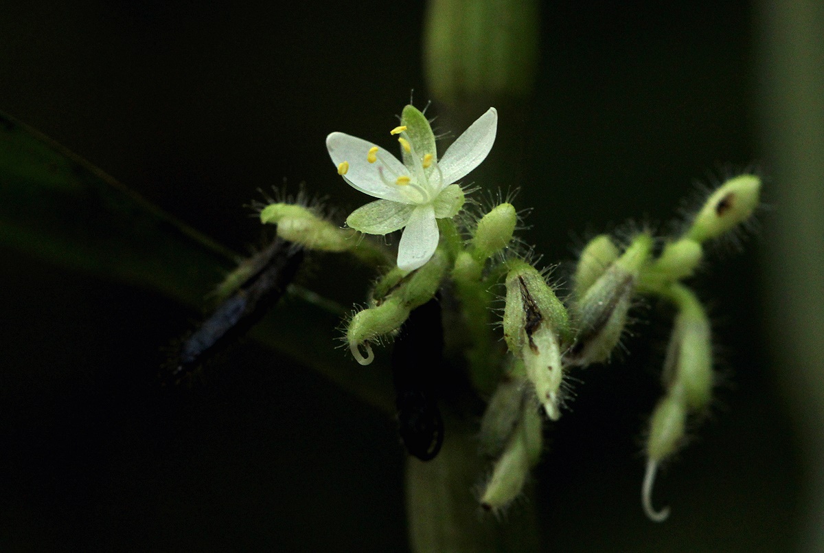Stanfieldiella imperforata var. imperforata
