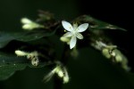 Stanfieldiella imperforata var. imperforata