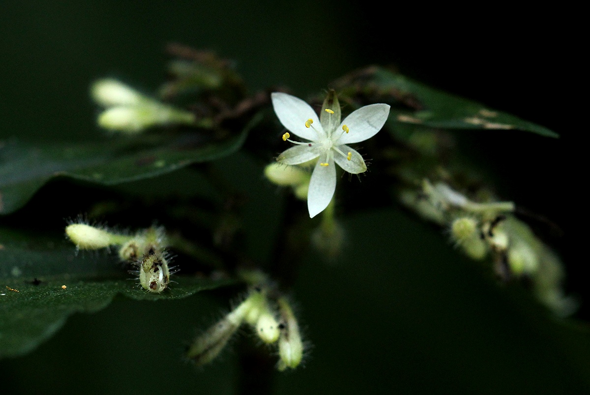 Stanfieldiella imperforata var. imperforata