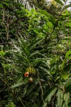 Costus lucanusianus