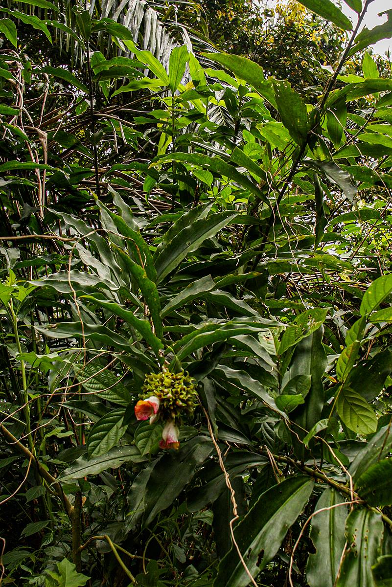 Costus lucanusianus