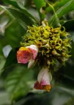 Costus lucanusianus