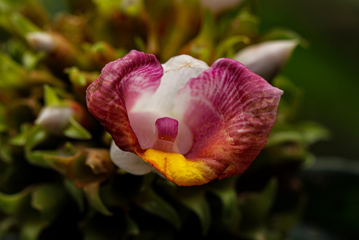 Costus lucanusianus