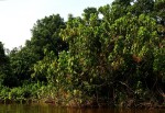 Alchornea cordifolia