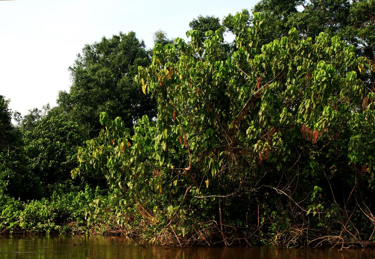Alchornea cordifolia