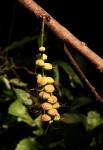 Alchornea cordifolia