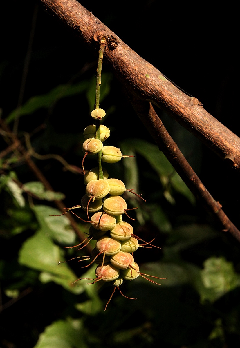 Alchornea cordifolia