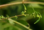 Pouzolzia guineensis