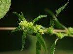 Pouzolzia guineensis