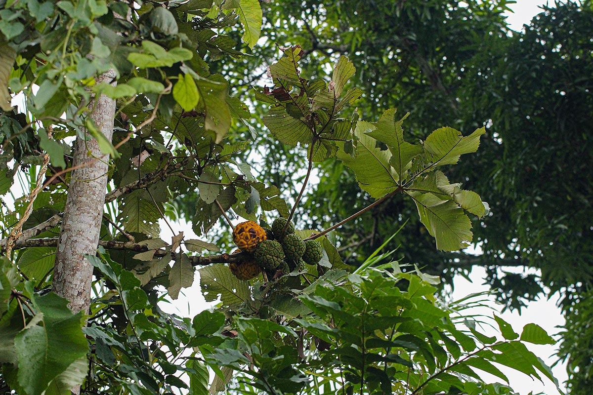Myrianthus arboreus Myrianthus arboreus
