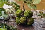 Myrianthus arboreus