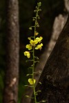 Verbascum brevipedicellatum