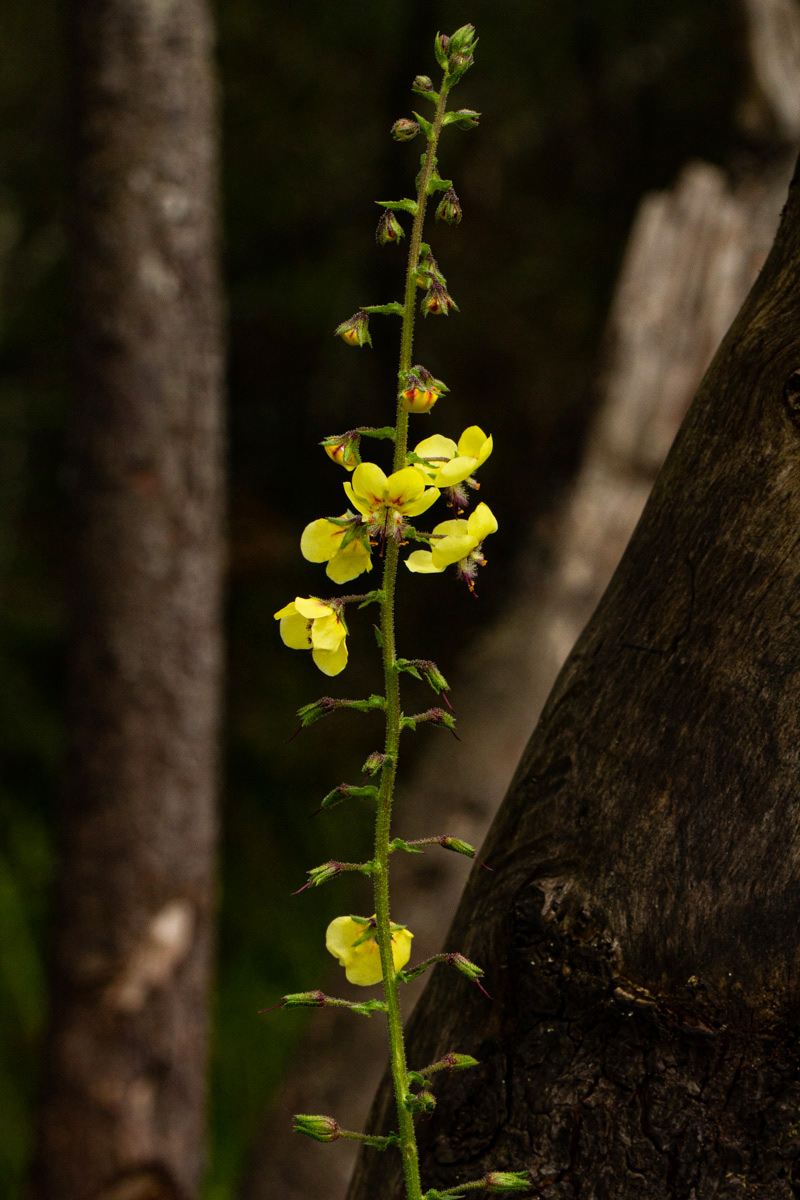 Verbascum brevipedicellatum