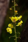 Verbascum brevipedicellatum