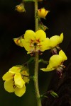 Verbascum brevipedicellatum