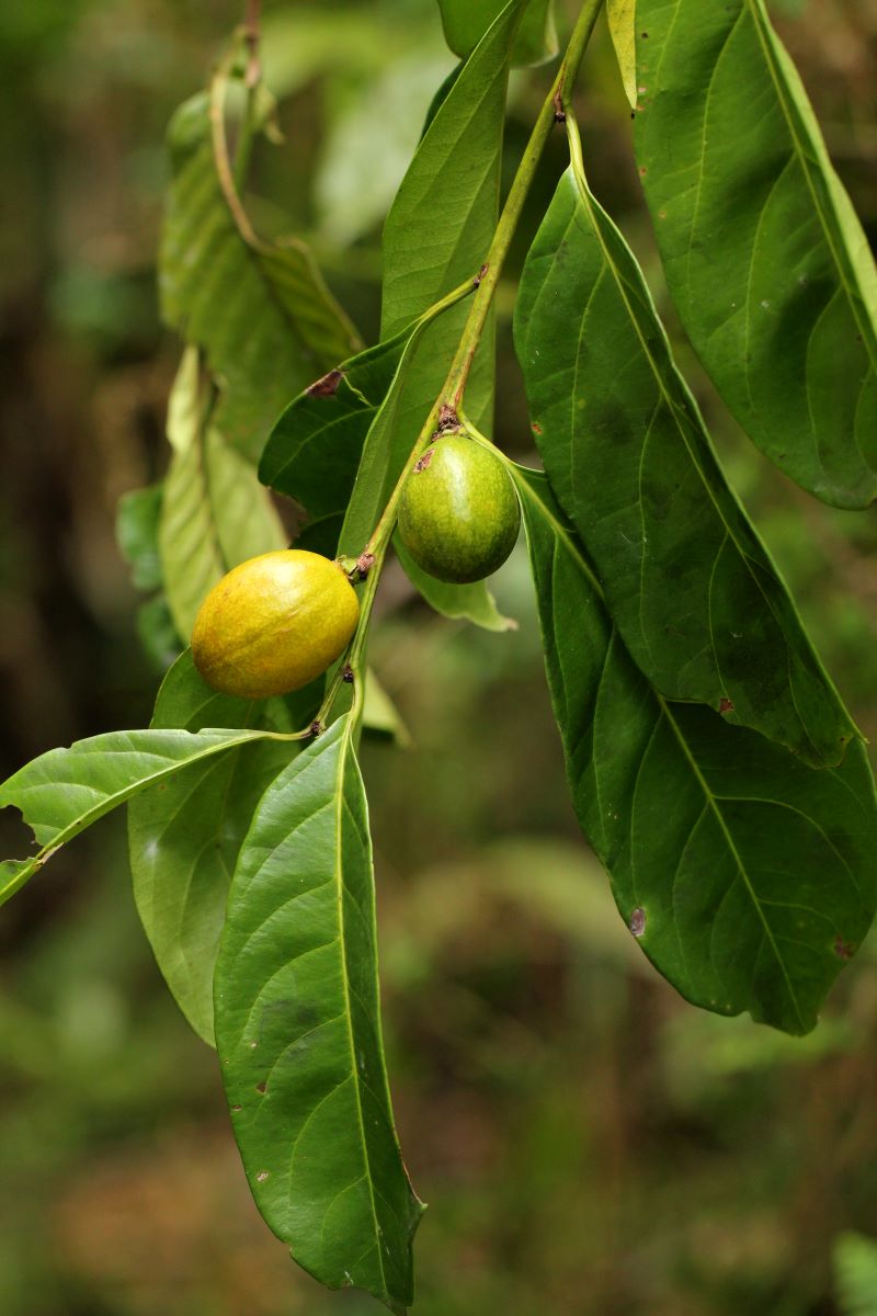 Casearia barteri