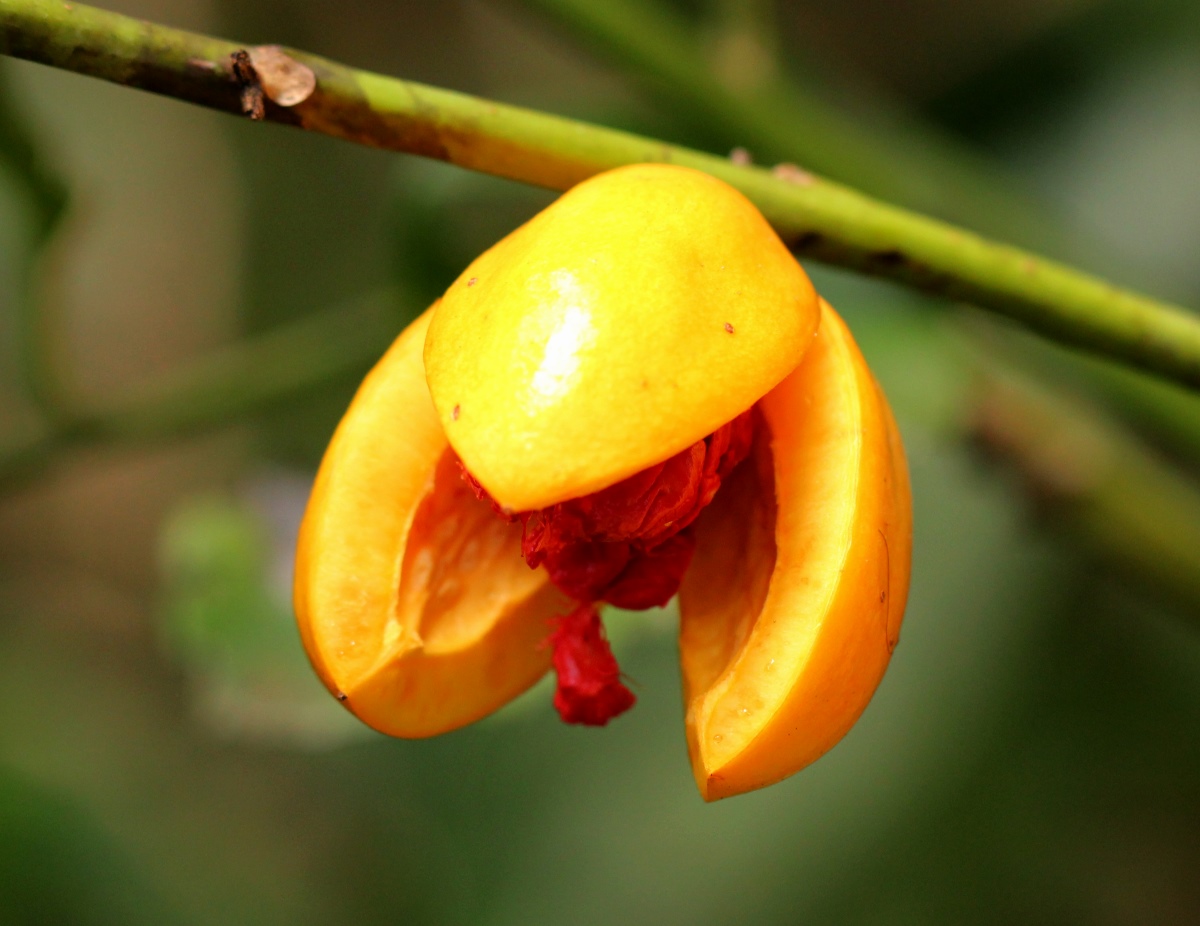 Casearia barteri