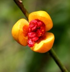 Casearia barteri