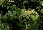Pauridiantha viridiflora