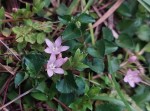 Lysimachia angustiloba